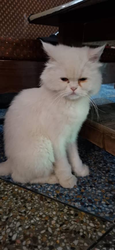 Female Cat for sale