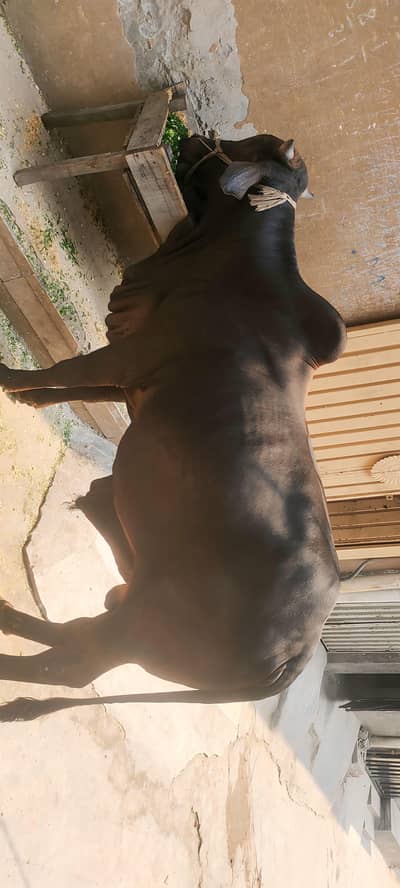 Mashallah healthy black bul selll for qurbani