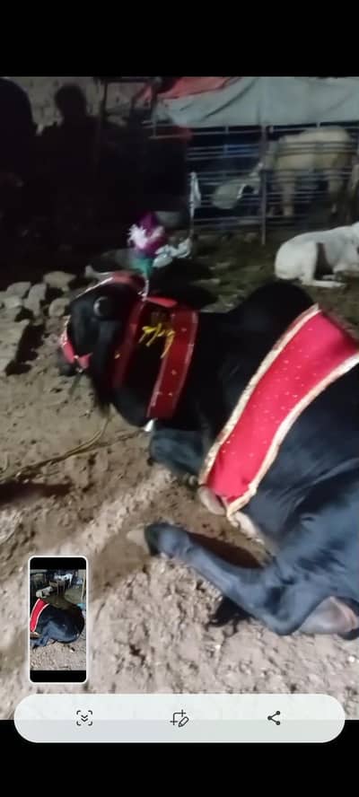 qurbani 2026 wachay