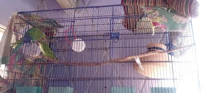 green ring neck breeder pair with Cage