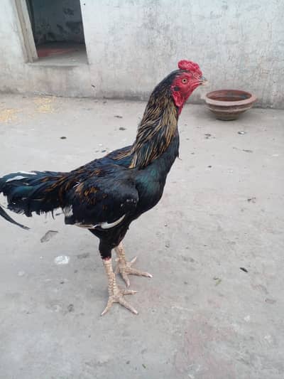 aseel jawa murga
