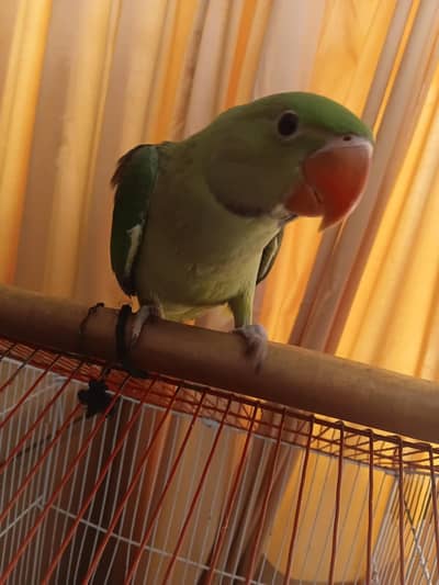 Alexander Raw Parrot