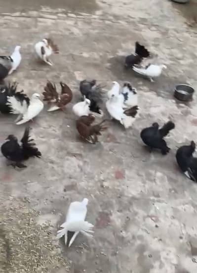 Lakhy pigeons