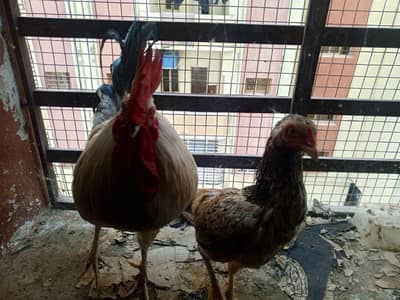 MISR PAIR WITH TWO CHICKS
