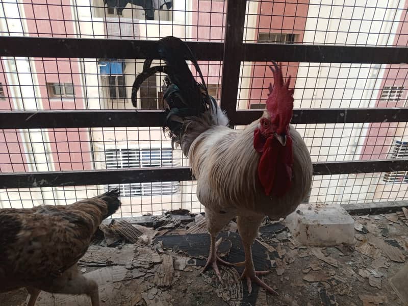 MISR PAIR WITH TWO CHICKS 1