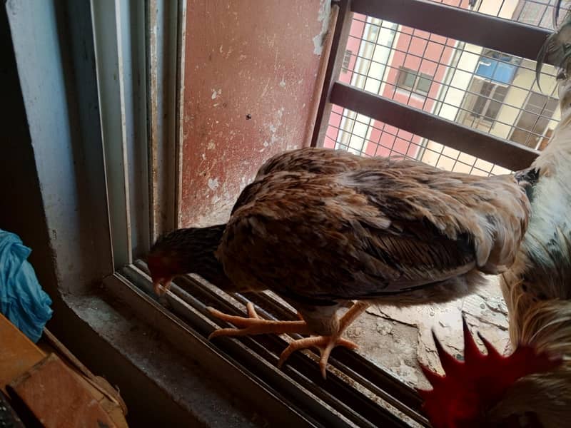 MISR PAIR WITH TWO CHICKS 2