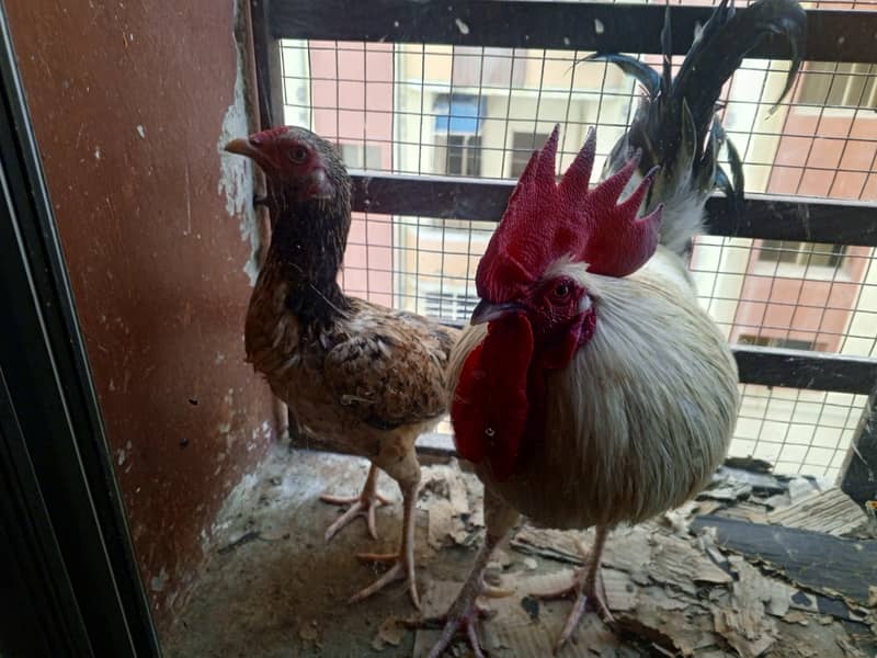 MISR PAIR WITH TWO CHICKS 3