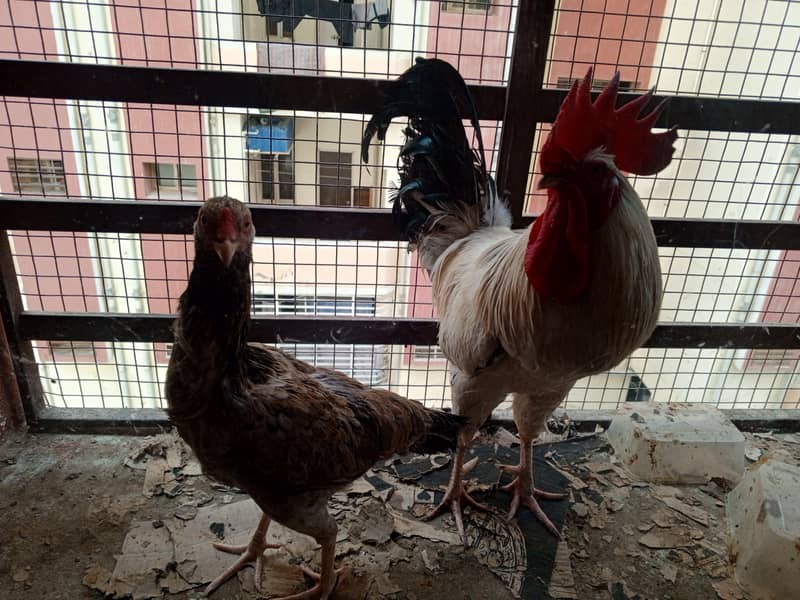 MISR PAIR WITH TWO CHICKS 4