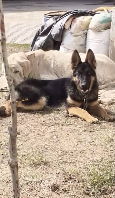 GERMAN SHEPHERD FEMALE 5 minutes ago. Pedigree