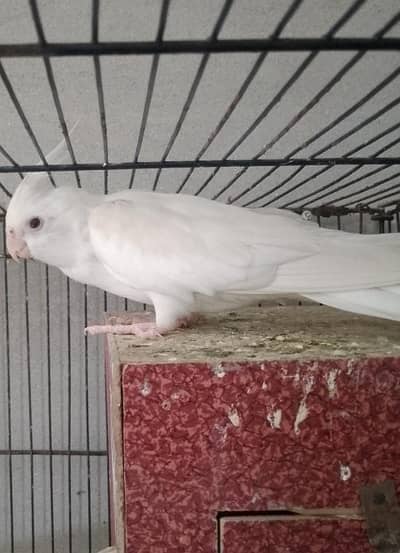 one cocktail male for sale