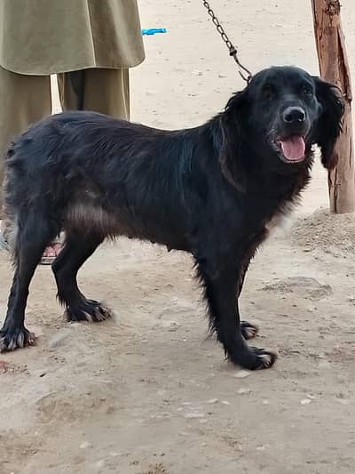 top quality pointer full shekari female available for sale
