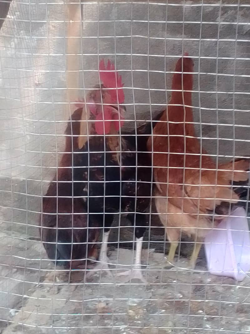 2hens1rooster 0