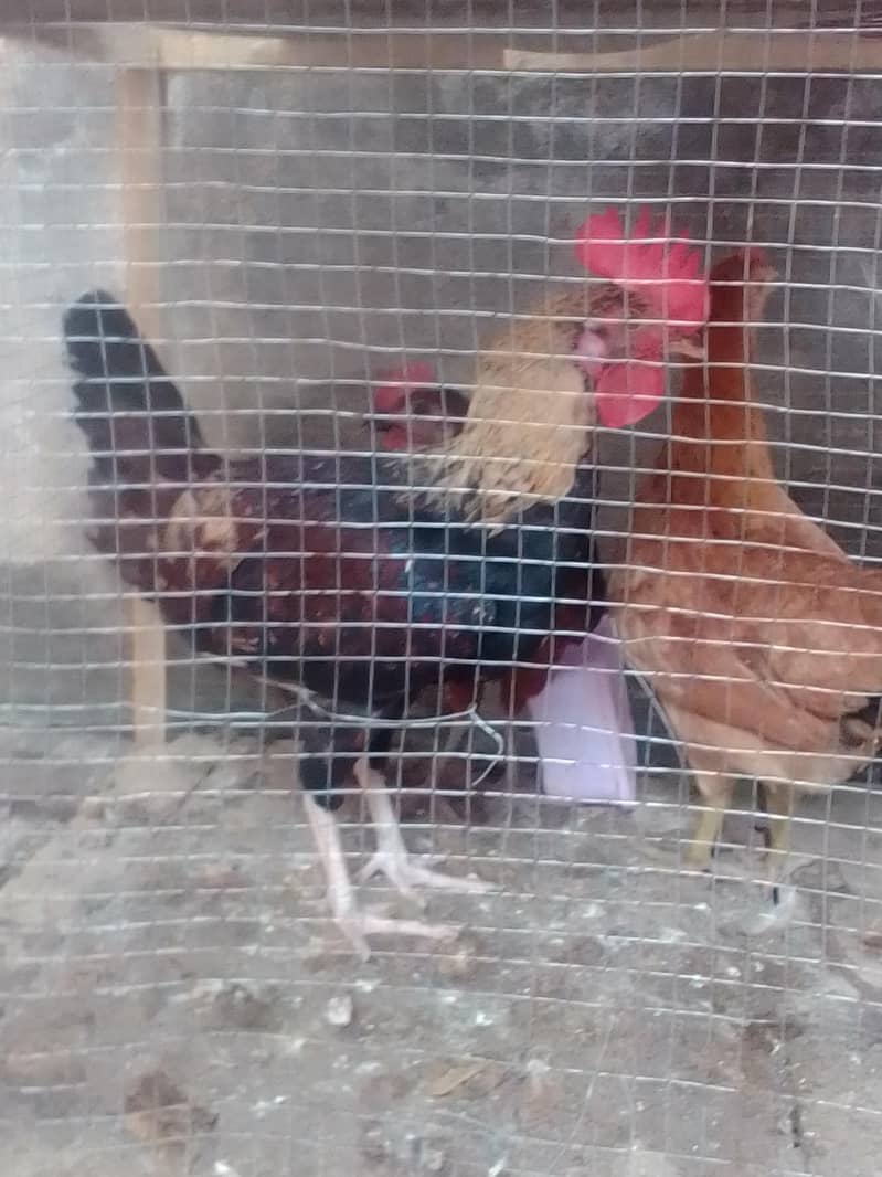 2hens1rooster 1