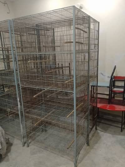 Birds Cage