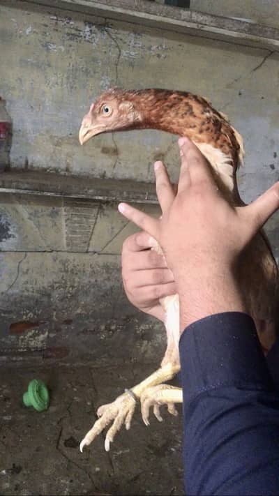 Aseel hens for sale with chicks