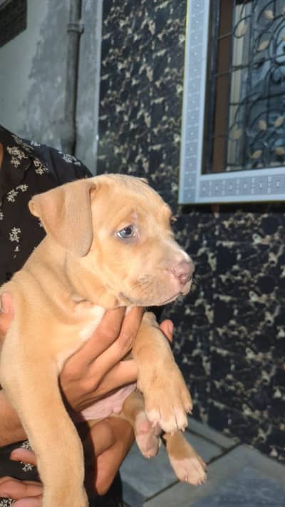 pitbul dog full active hy