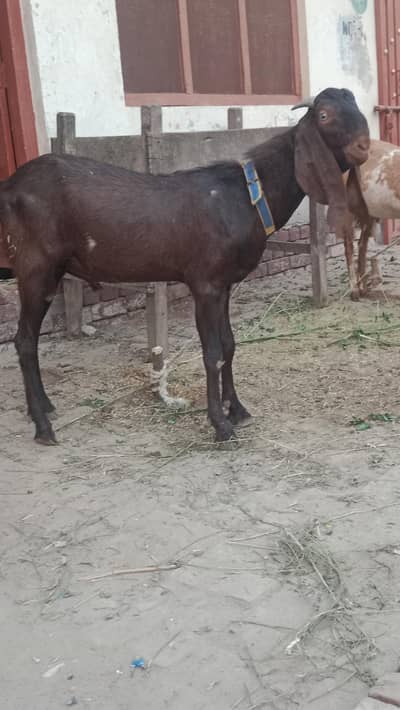 bakra for qurbni