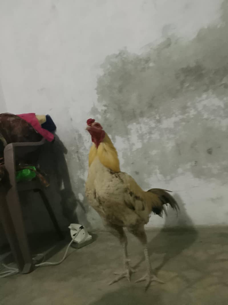 Desi murga 0