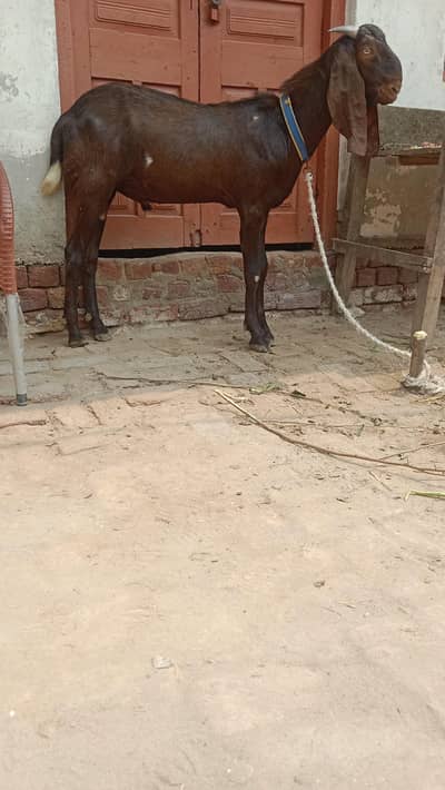 qurbani wala bakra