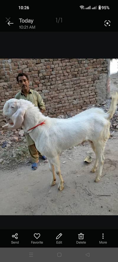 Rajan puri Bakra round about 60 kg weight