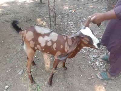 Beetal | Bakre | Goat | 2 Dant | بکرا | Khassi | Goat for sale