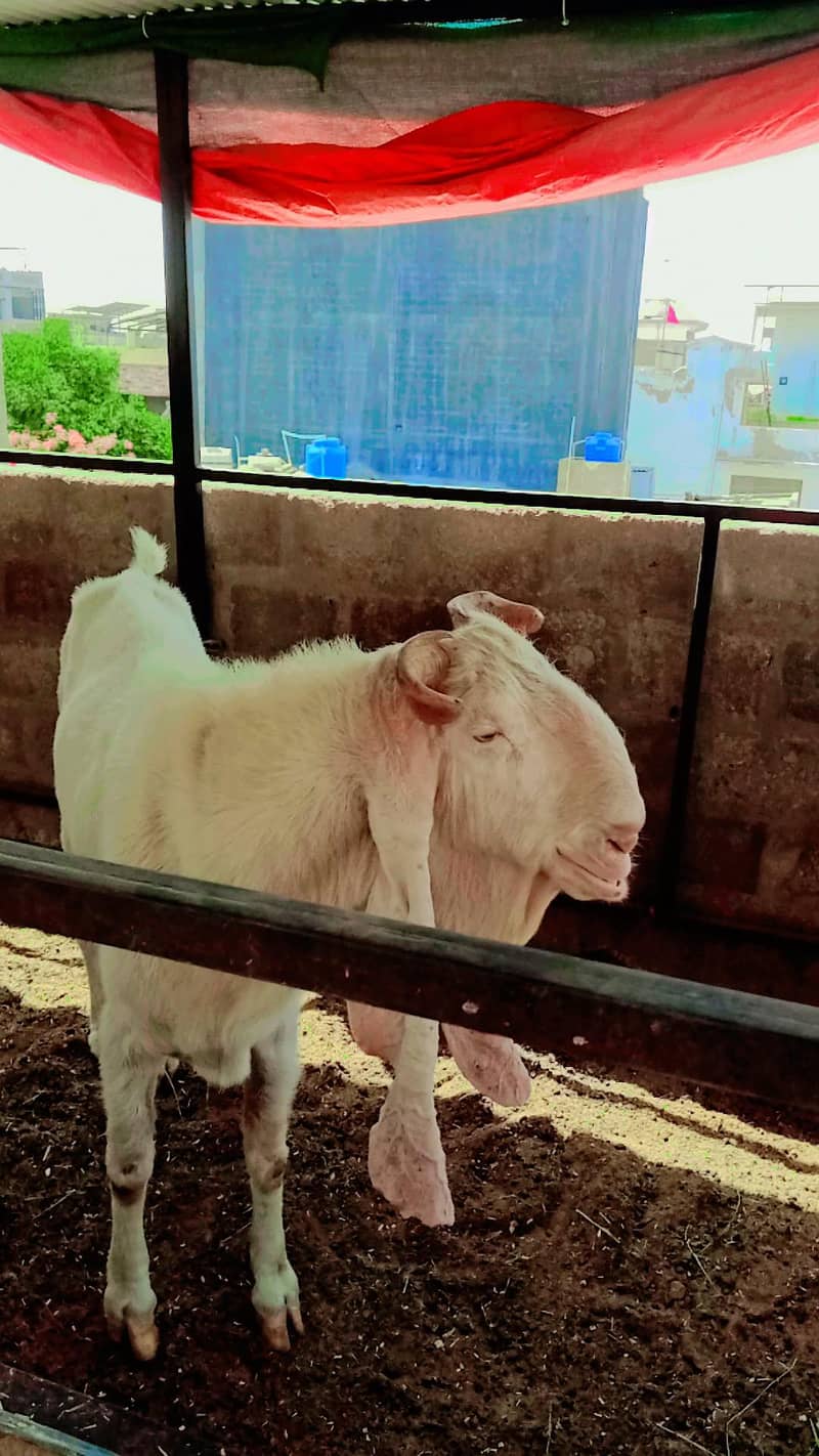 Gulabi bakra 1