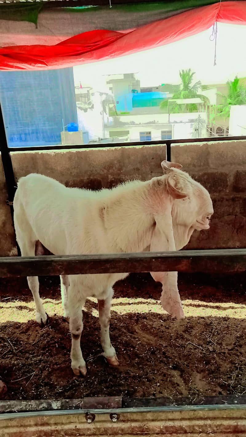 Gulabi bakra 3