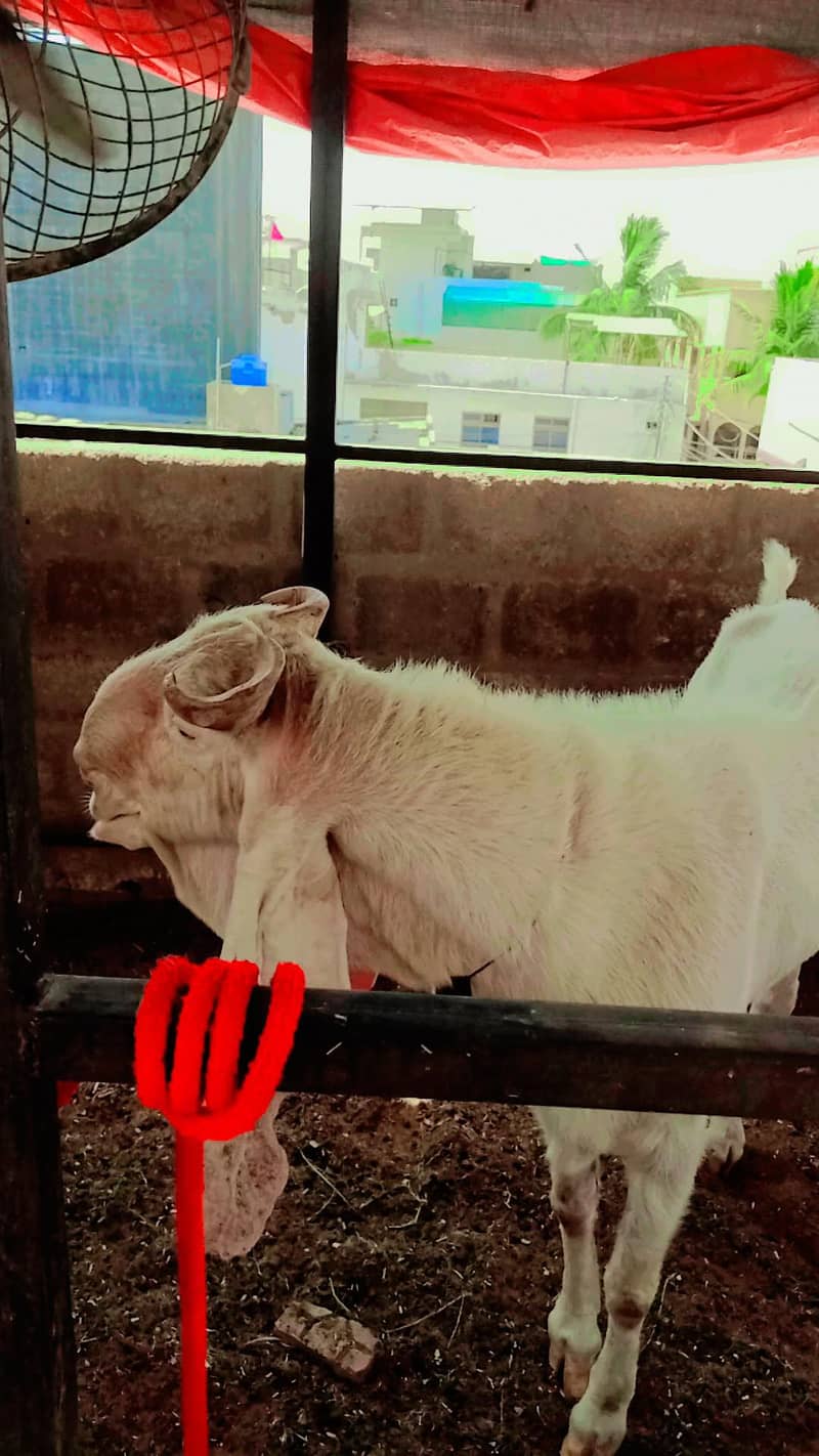 Gulabi bakra 4