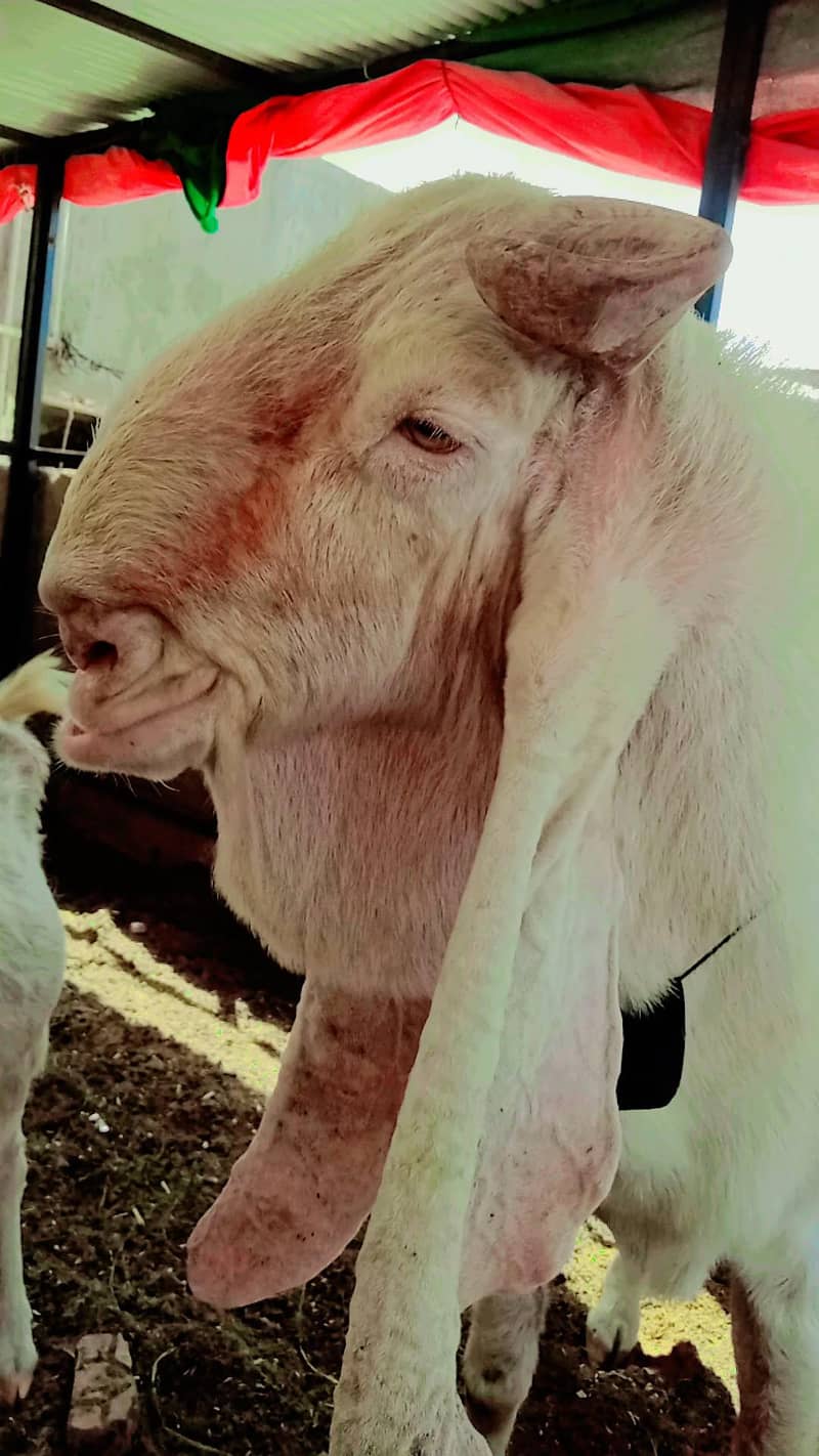 Gulabi bakra 6