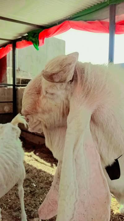 Gulabi bakra