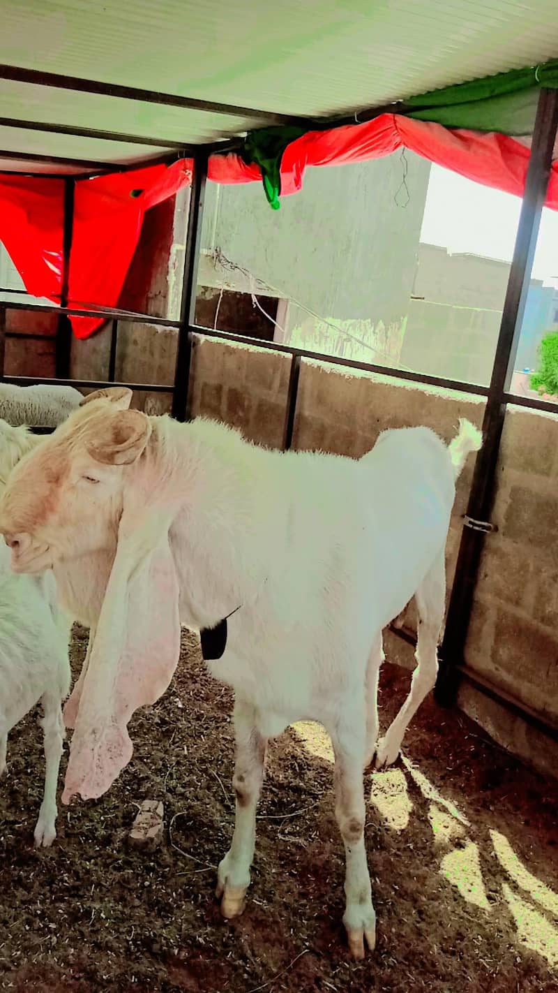 Gulabi bakra 8