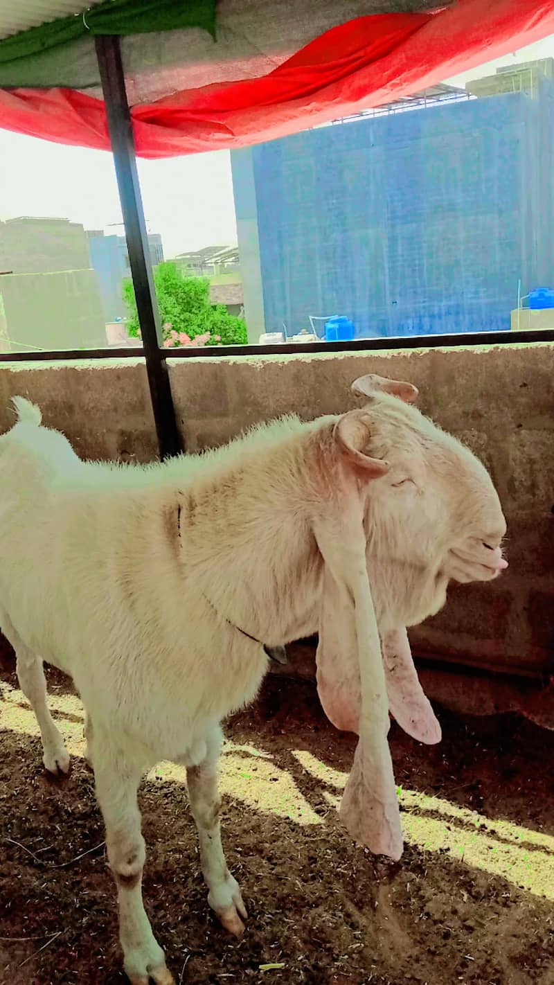 Gulabi bakra 9
