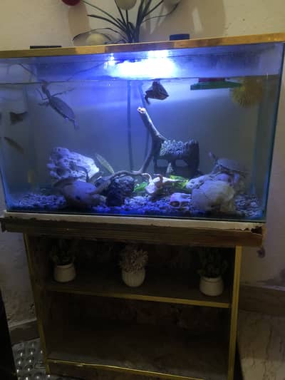 Fish Tank Aquarium for sell