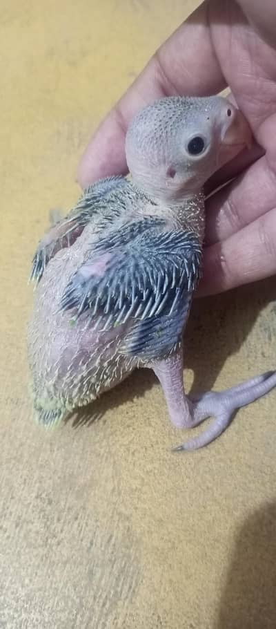 Green ringneck chick