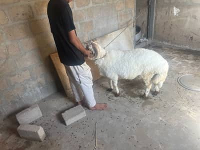 LYARI ALI MUAMMAD MUHALA KALARI KARACHI