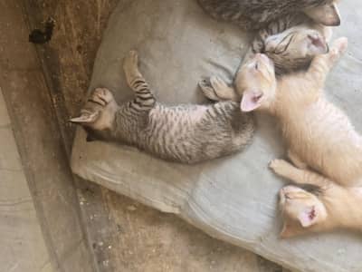 Cat and kittens