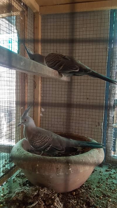 crusted dove bareder female