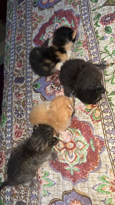 Cat babies