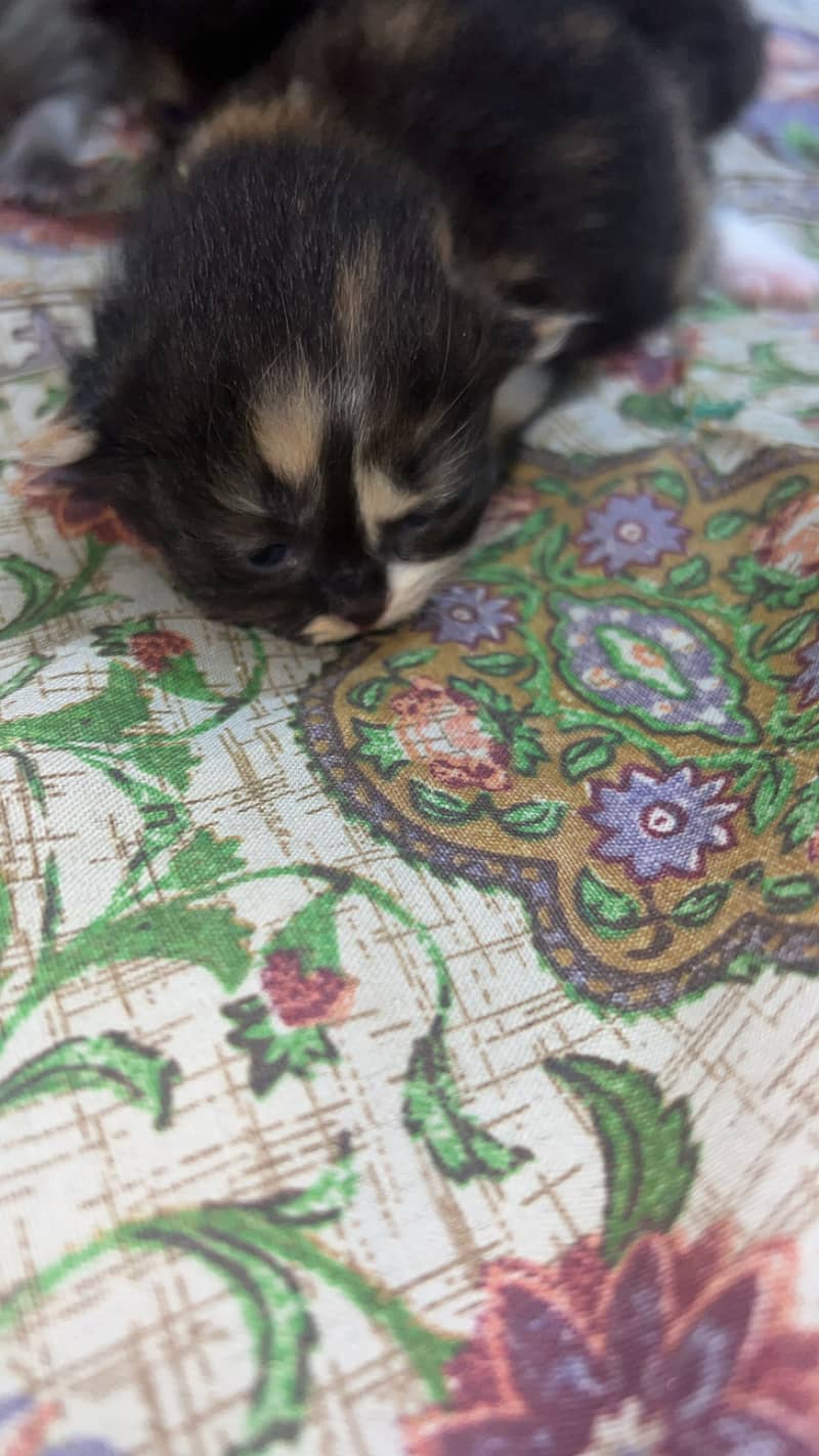 Cat babies 1