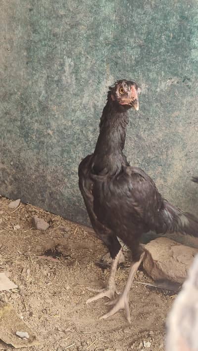 Aseel females eggs laying