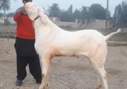 desi Bakra for sale,,03229844345)