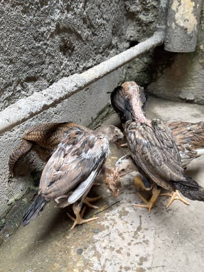 Aseel Chicks | Aseel | Hen | Pure Breed