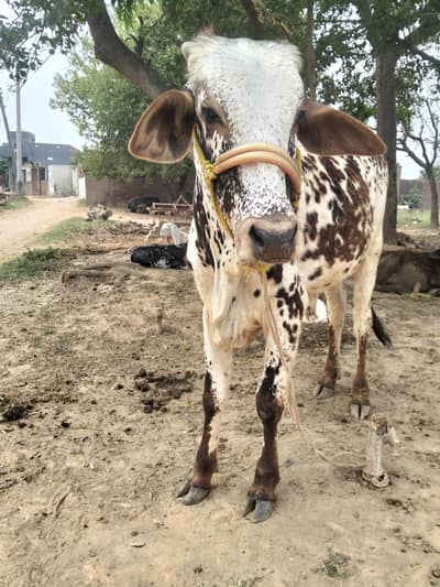 Best for Qurbani