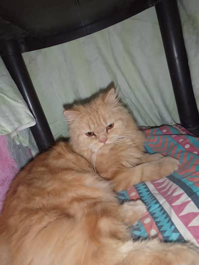 persian cats pear male and female