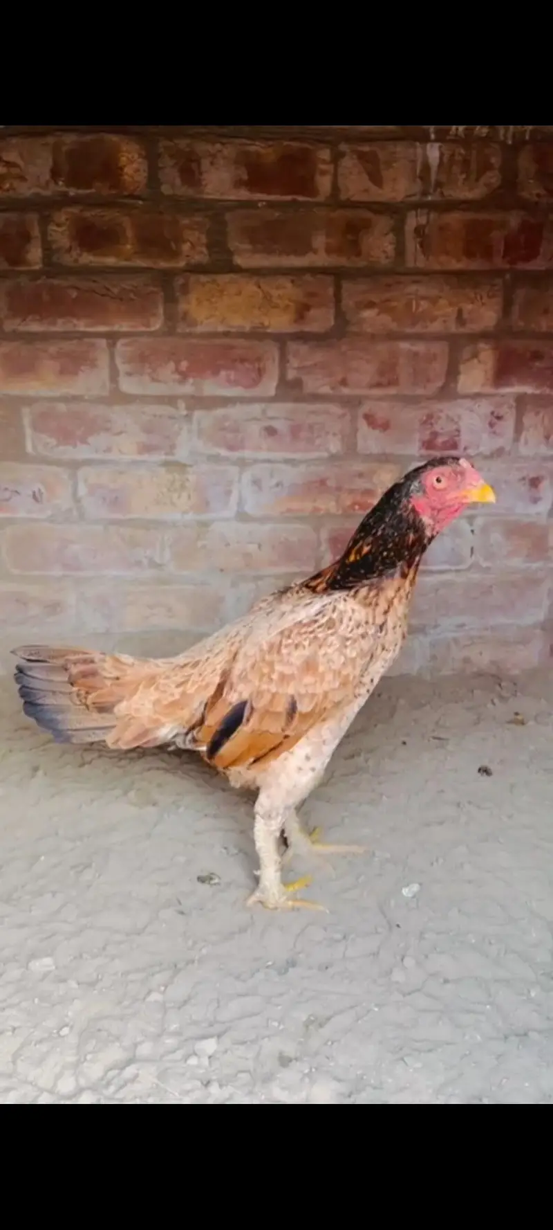 thai or pakistani birds available pure full setup for sale. — photo 3