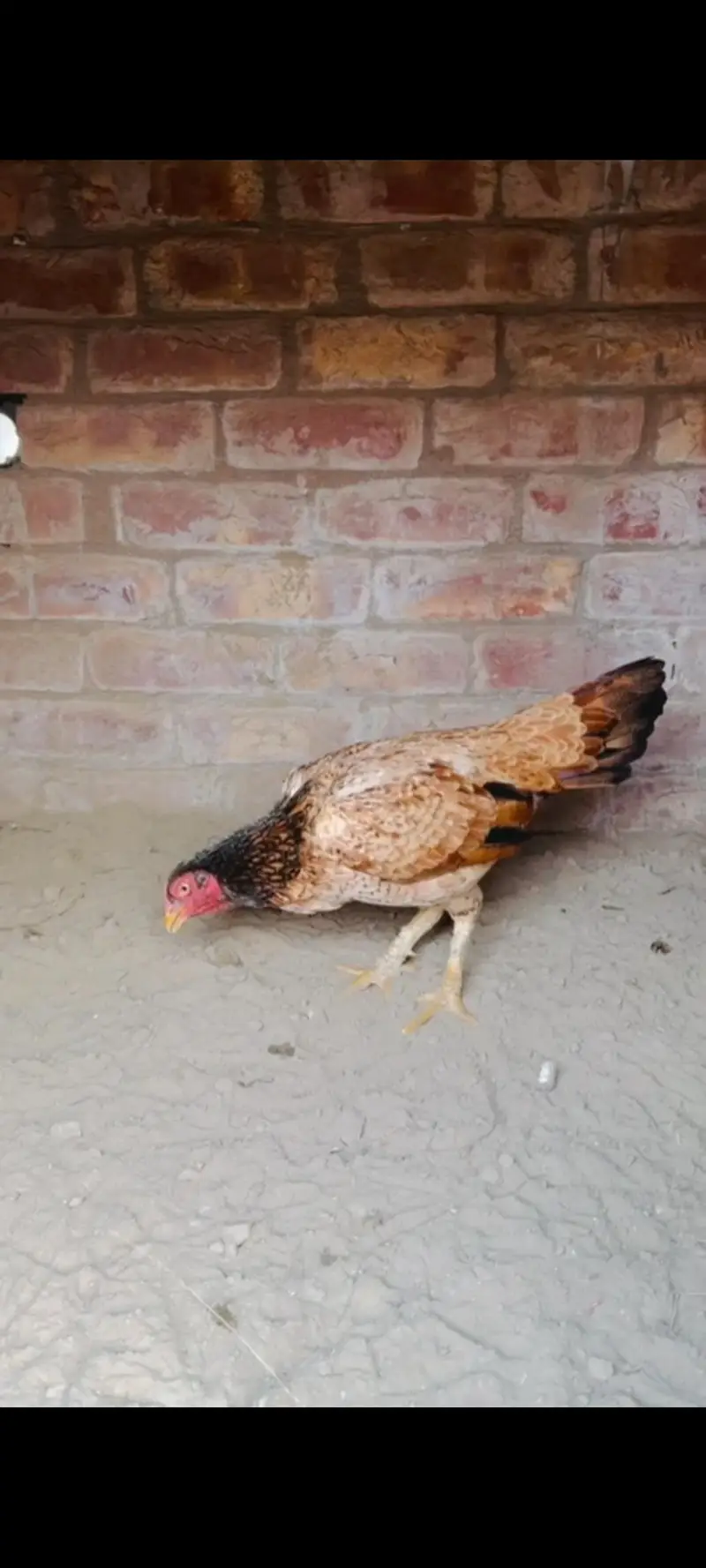 thai or pakistani birds available pure full setup for sale. — photo 4