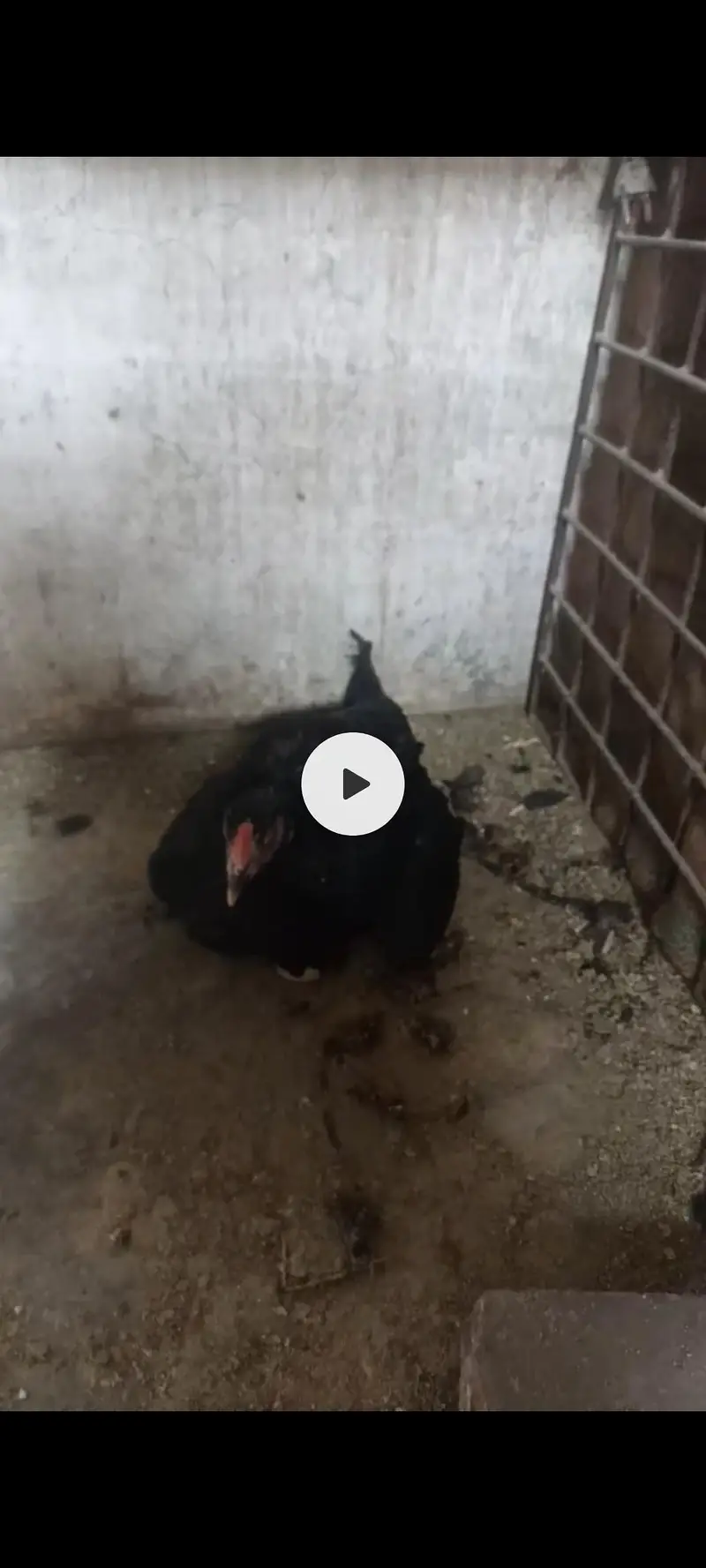 thai or pakistani birds available pure full setup for sale. — photo 5