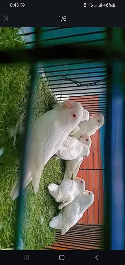 Albino red eyes