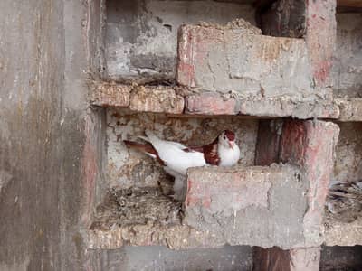 balloon pair fancy pigeons