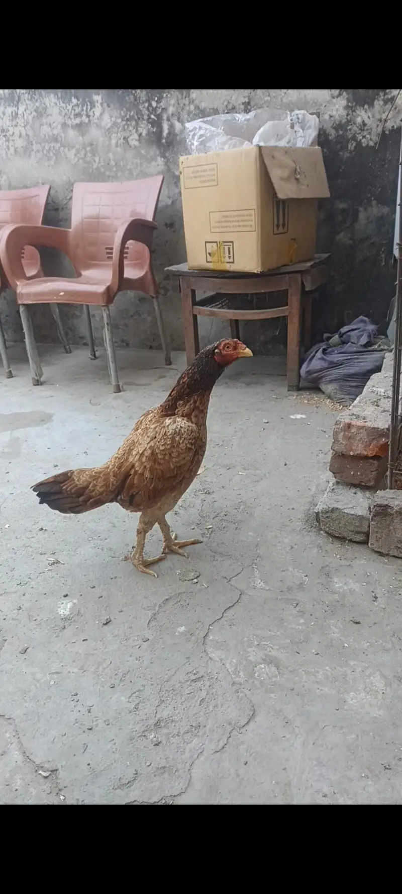 thai or pakistani birds available pure full setup for sale. — photo 2